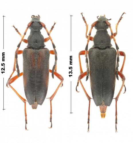 Stictoleptura stragulata